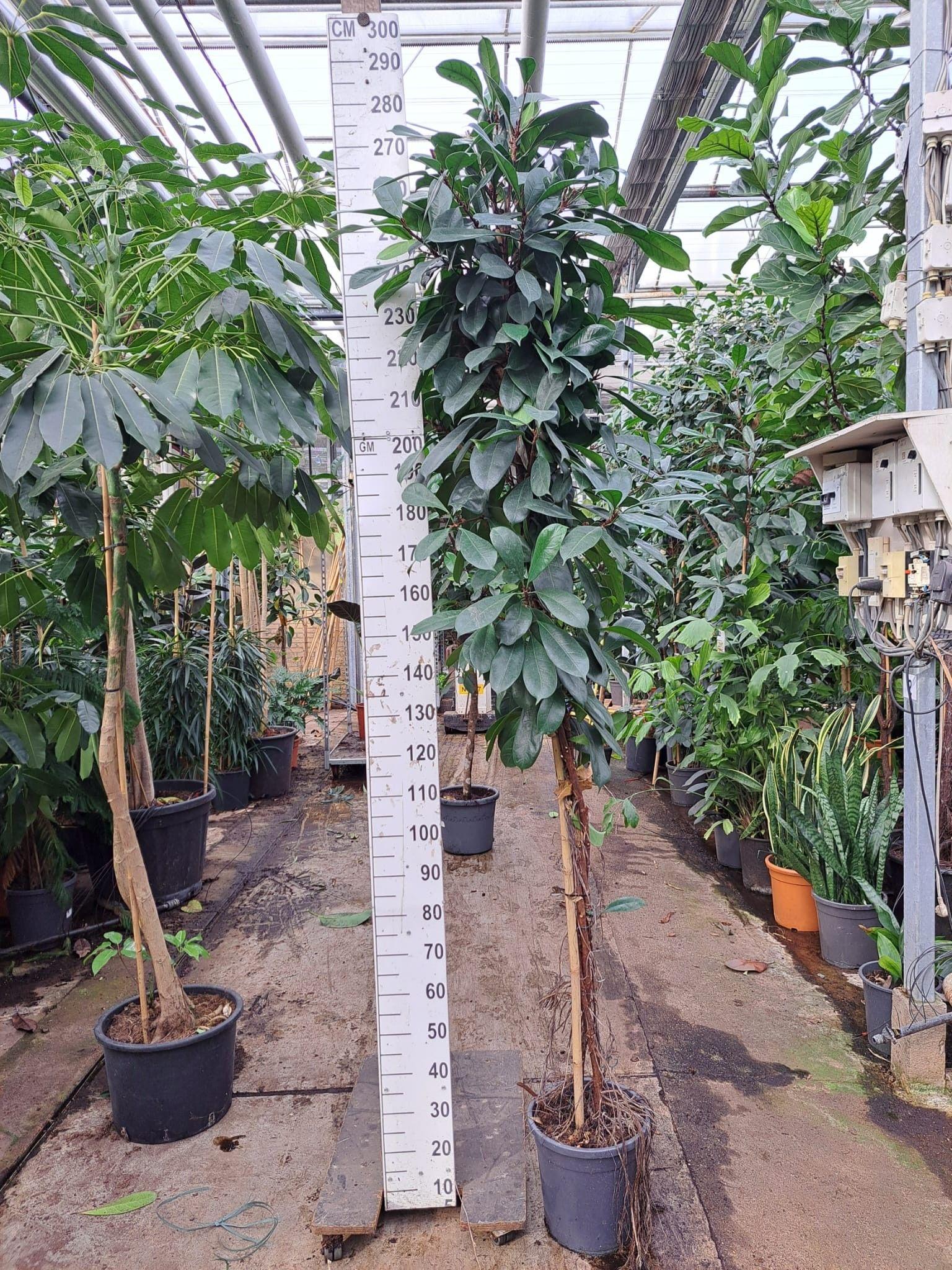 Горшечные цветы и растения оптом Ficus Cyathistipula Twisted Stam от 1шт из Голландии с доставкой по России