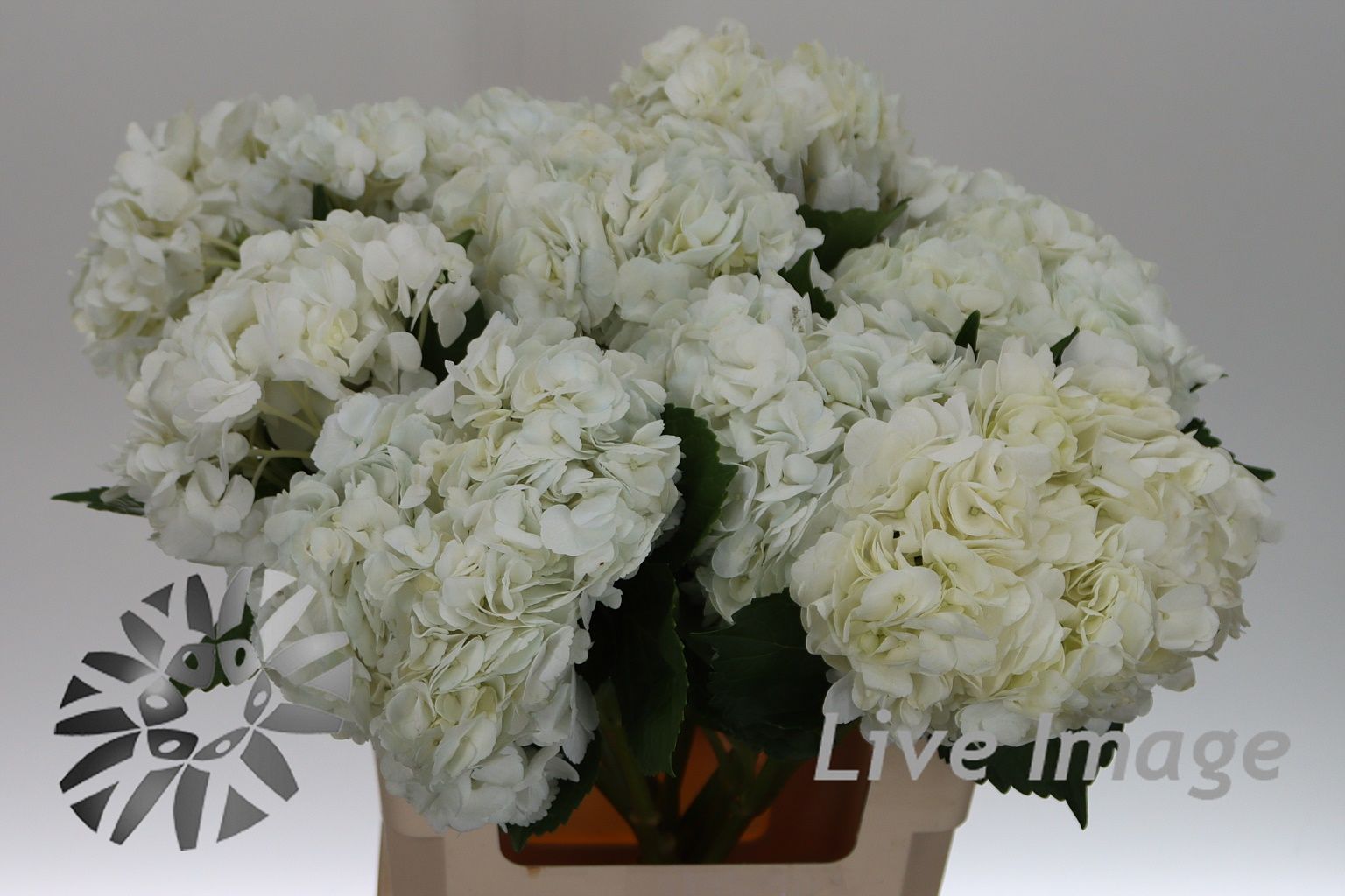 Срезанные цветы оптом Hydrangea white от 10шт из Голландии с доставкой по России