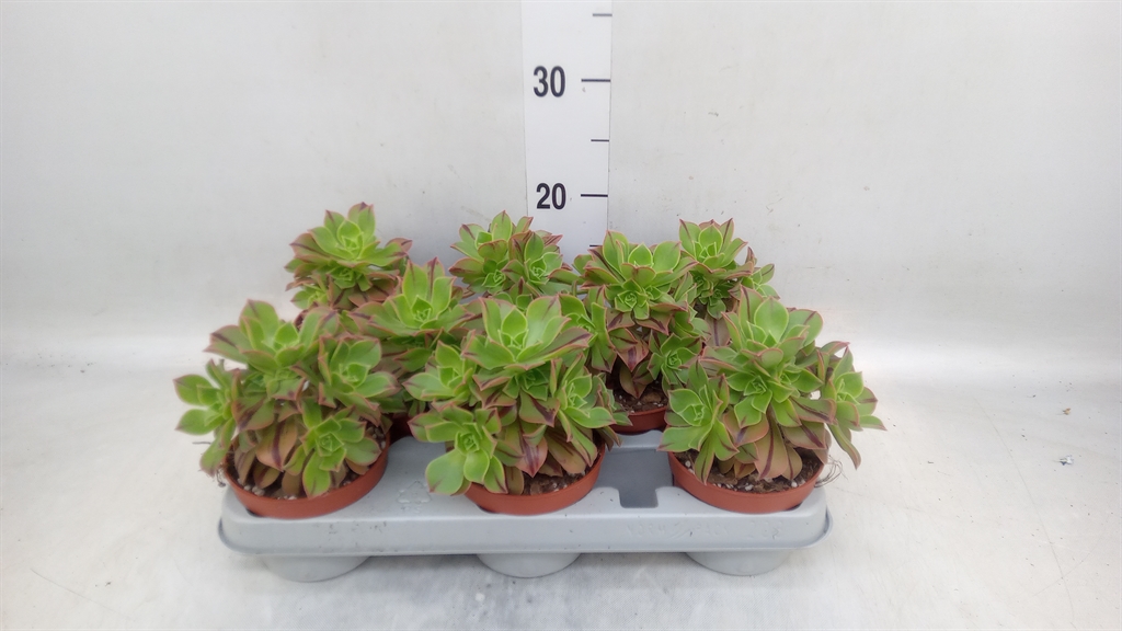 Горшечные цветы и растения оптом Aeonium   ... от 8шт из Голландии с доставкой по России