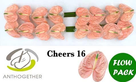 Срезанные цветы оптом Anthurium cheers от 16шт из Голландии с доставкой по России