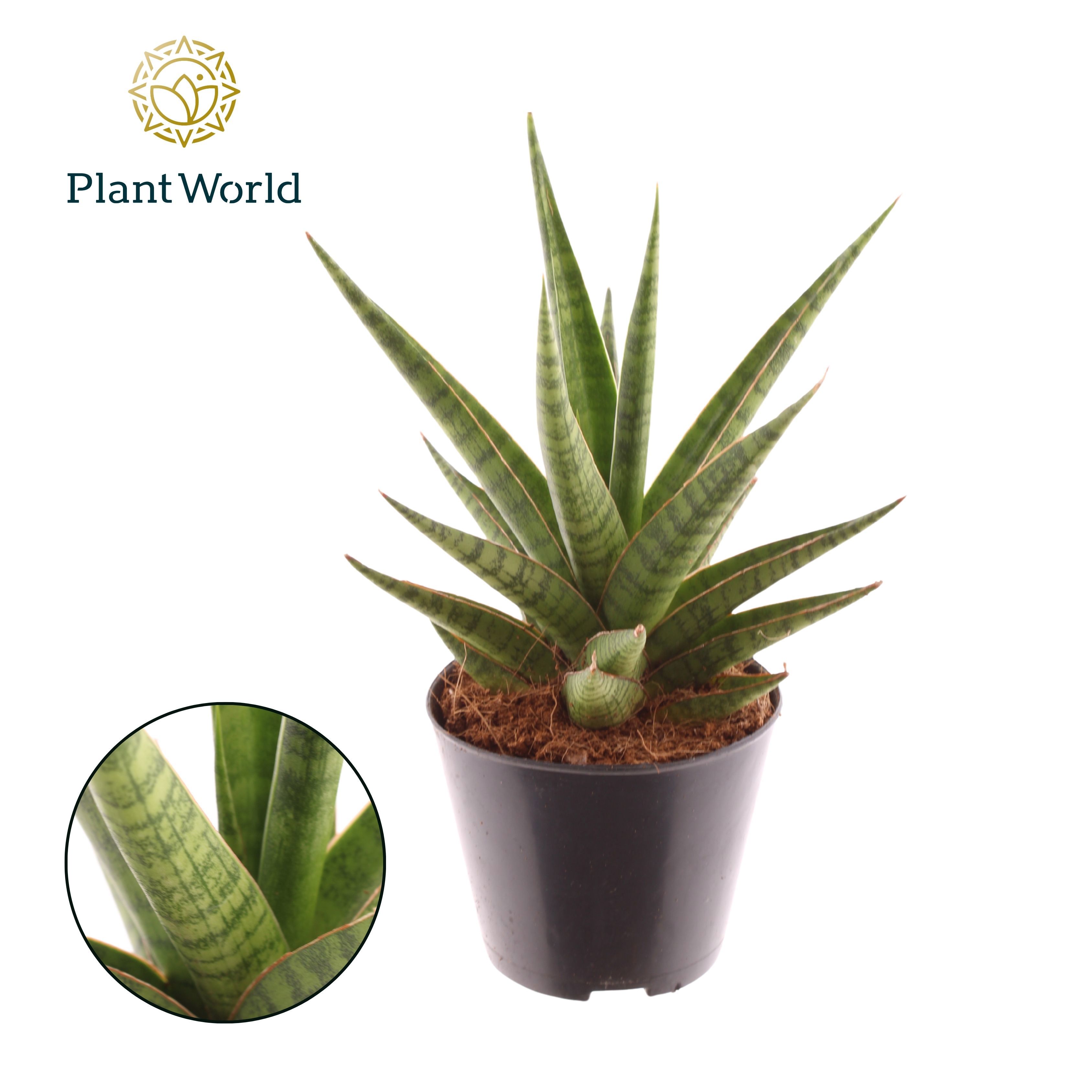 Горшечные цветы и растения оптом Sansevieria Blue Dancing Queen от 12шт (для телеги) из Голландии с доставкой по России
