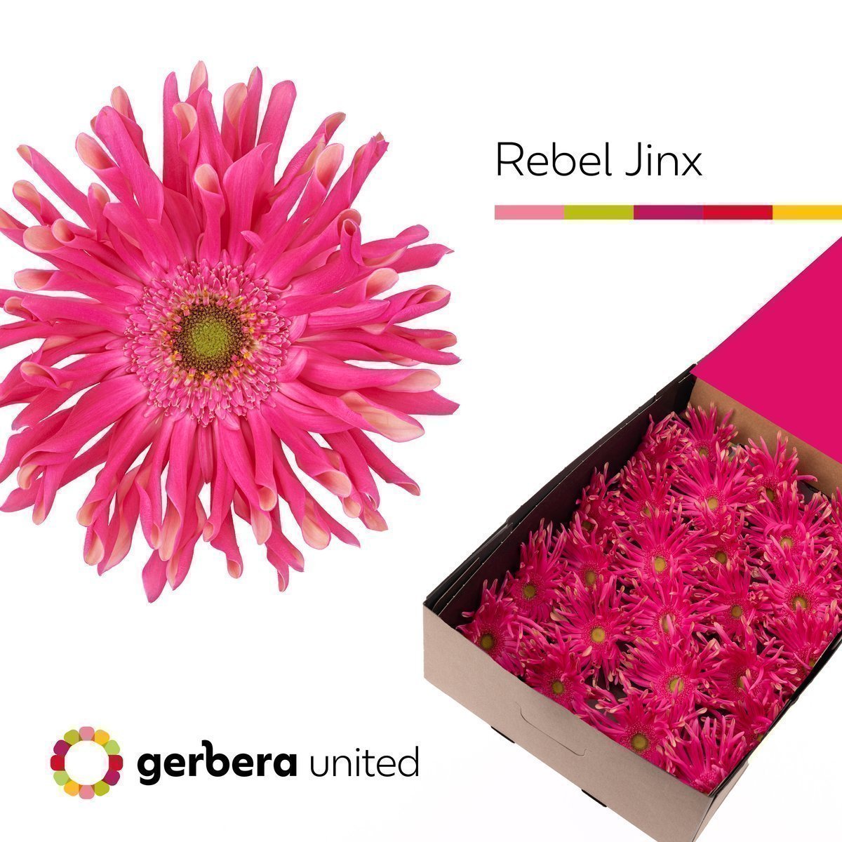 Срезанные цветы оптом Gerbera rebel jinx от 25шт из Голландии с доставкой по России