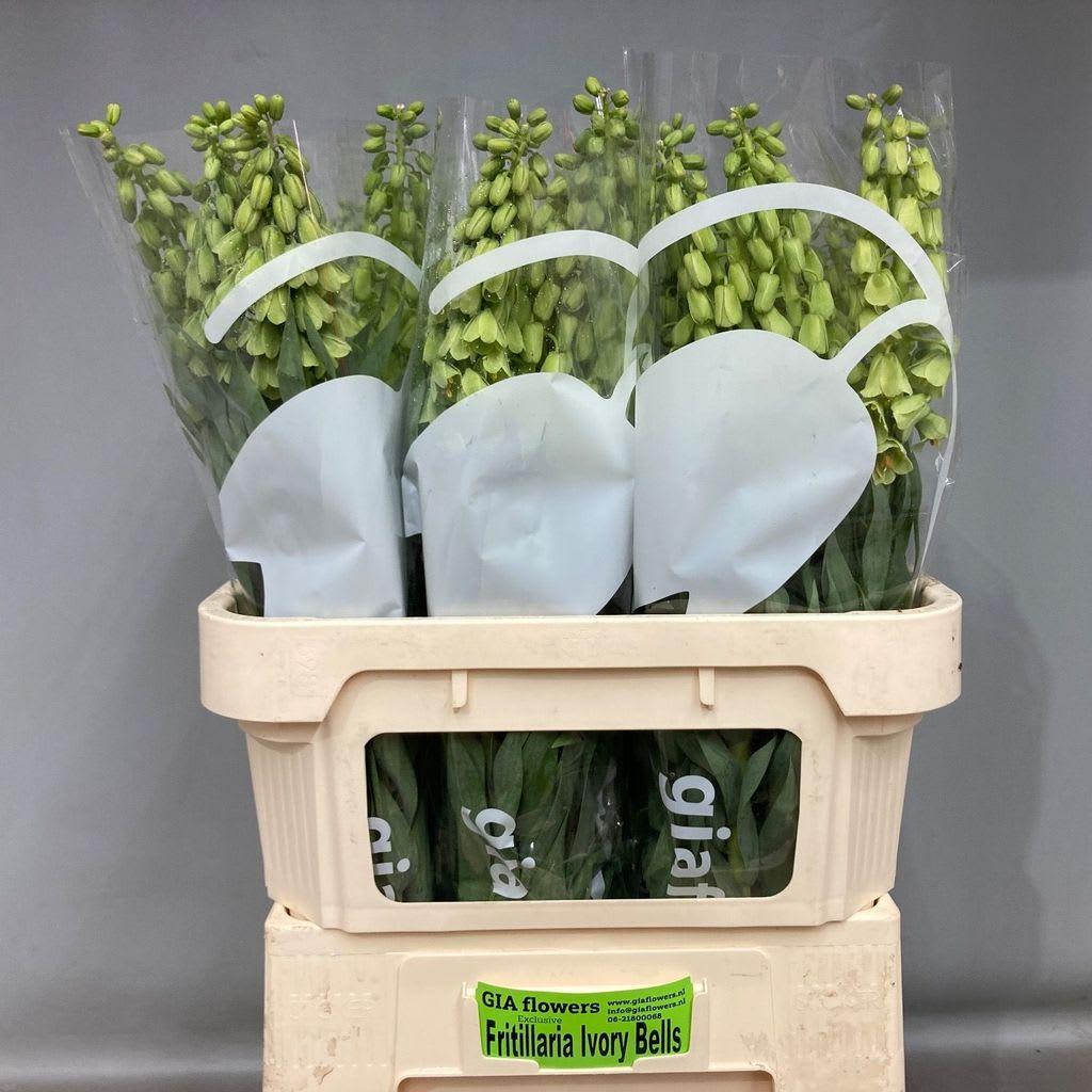 Срезанные цветы оптом Fritillaria per ivory bells от 30шт из Голландии с доставкой по России