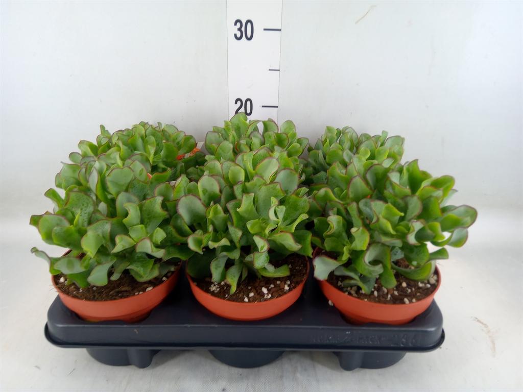 Горшечные цветы и растения оптом Crassula Arborescens Subsp. Undilat от 6шт из Голландии с доставкой по России