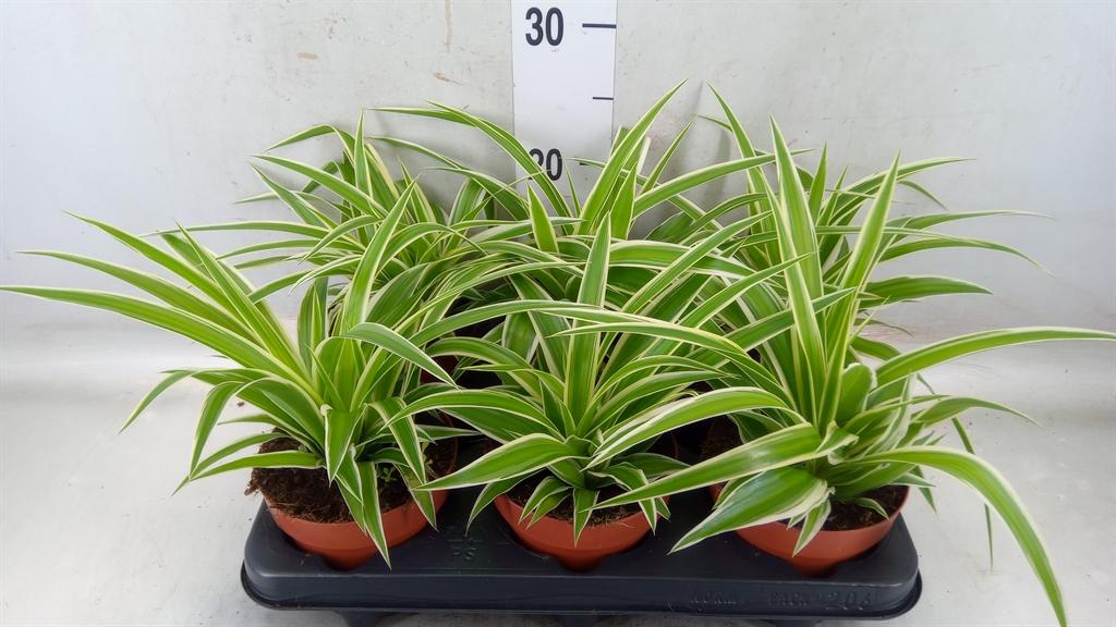 Горшечные цветы и растения оптом Chlorophytum Com. от 6шт из Голландии с доставкой по России