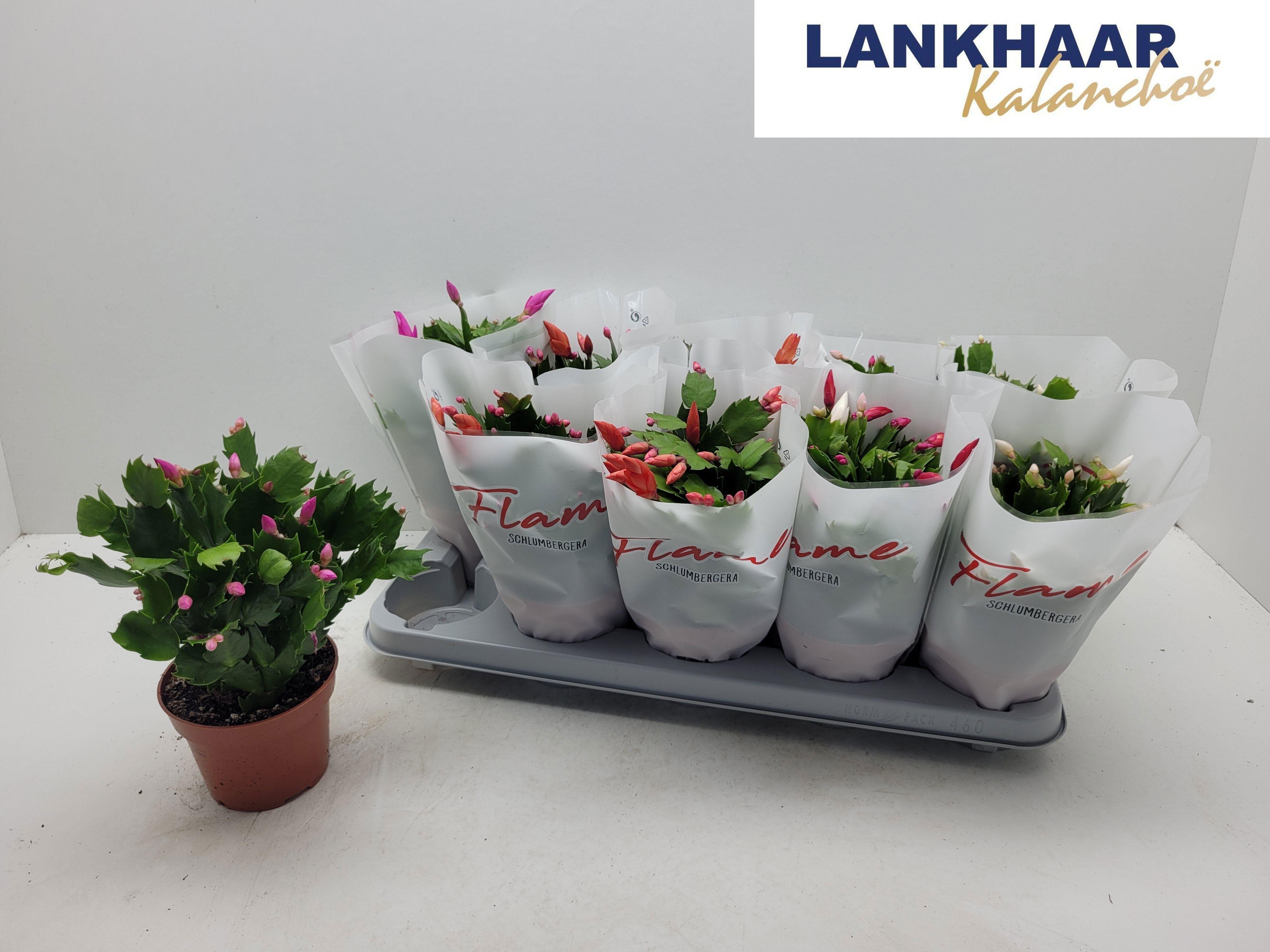 Горшечные цветы и растения оптом Schlumb Flame Gem от 10шт из Голландии с доставкой по России