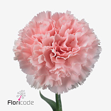 Срезанные цветы оптом Dianthus st jodie от 80шт из Голландии с доставкой по России Срезанные цветы оптом Dianthus st jodie от 80шт из Голландии с доставкой по России