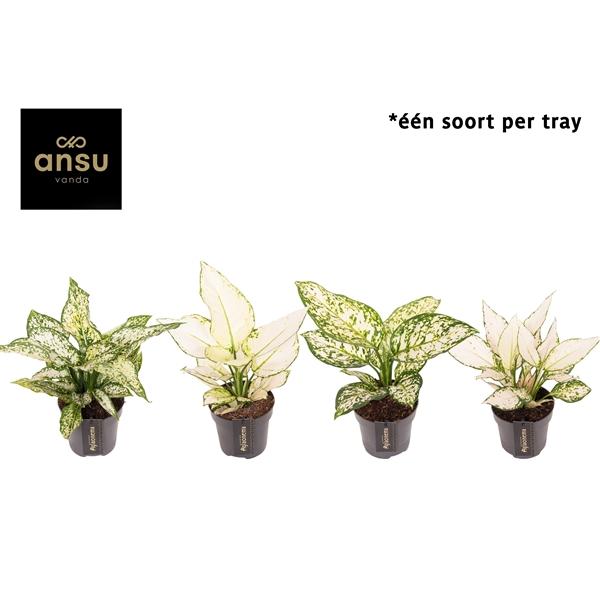 Горшечные цветы и растения оптом Aglaonema White Surprise Tray от 6шт из Голландии с доставкой по России