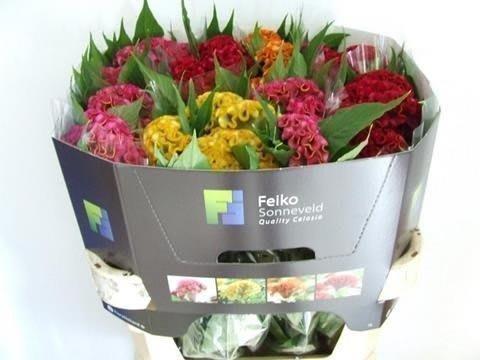 Срезанные цветы оптом Celosia act mix in bucket от 40шт. из Голландии с доставкой по России