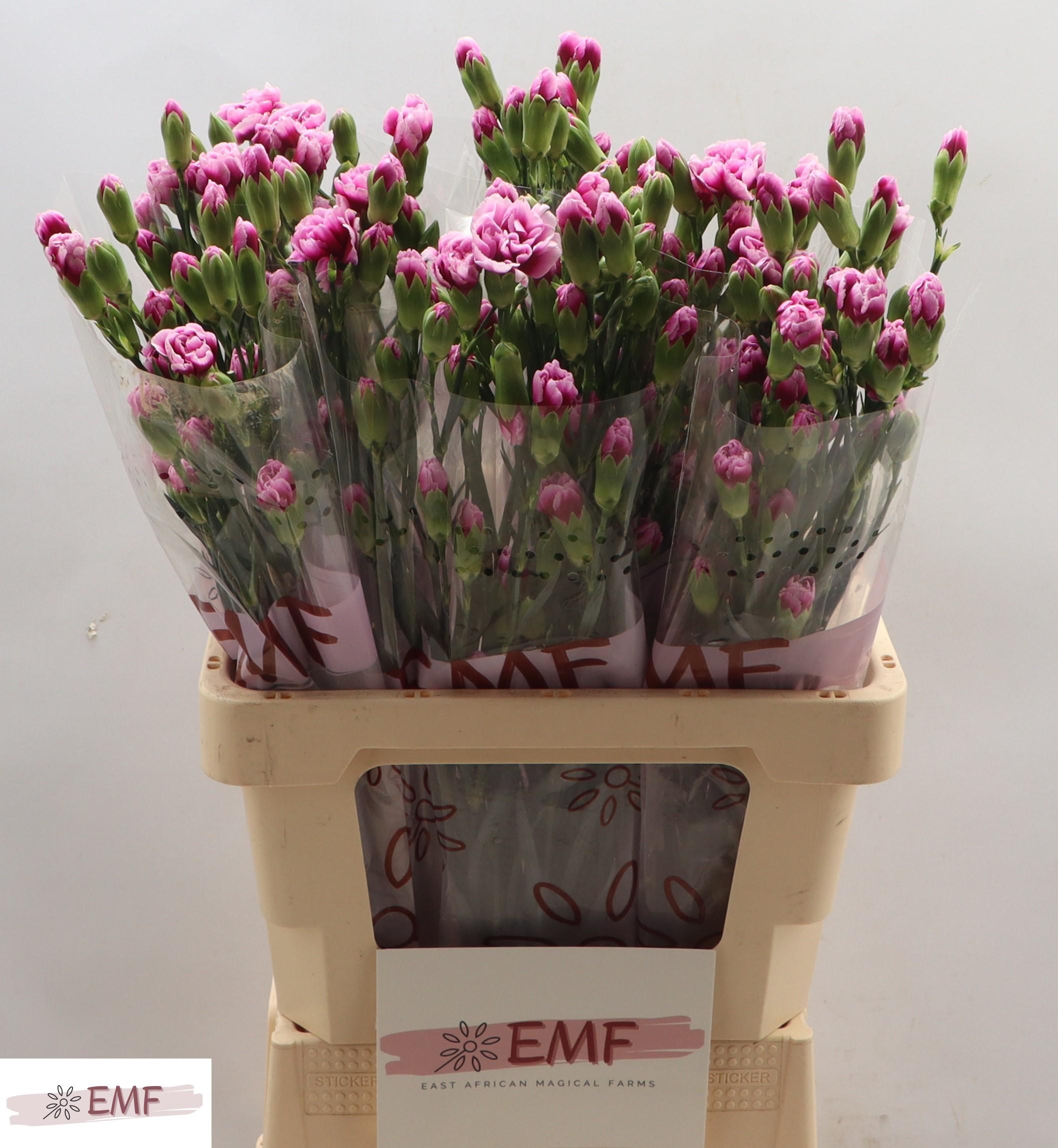 Срезанные цветы оптом Dianthus sp enigma от 60шт из Голландии с доставкой по России