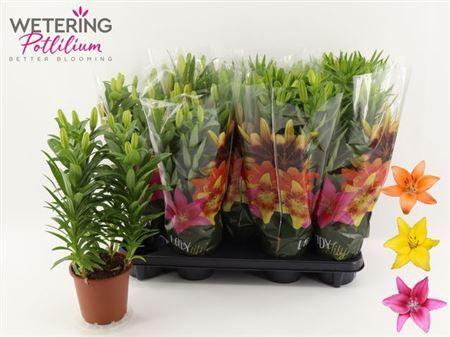 Горшечные цветы и растения оптом Lil As Gem 3pp от 9шт из Голландии с доставкой по России