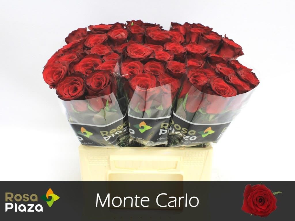 Срезанные цветы оптом Rosa large monte carlo от 60шт из Голландии с доставкой по России