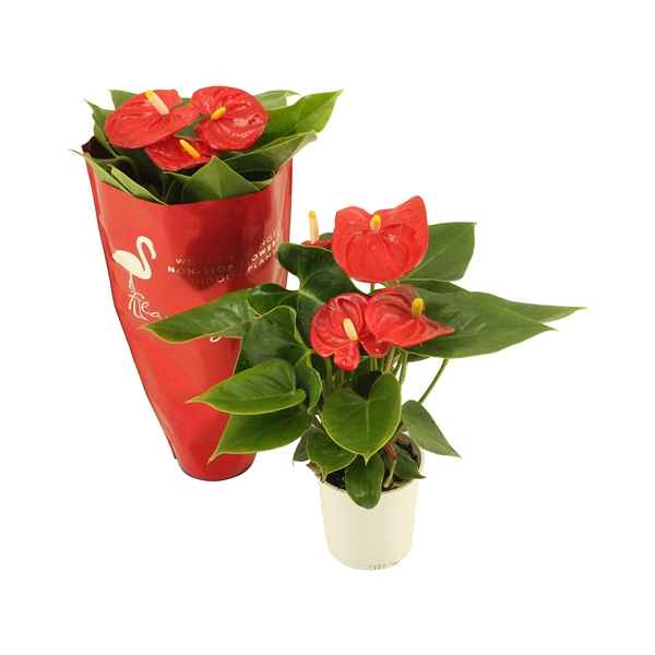 Горшечные цветы и растения оптом Anth An Pura Jasja 4+ Deco Sleeve от 12шт из Голландии с доставкой по России