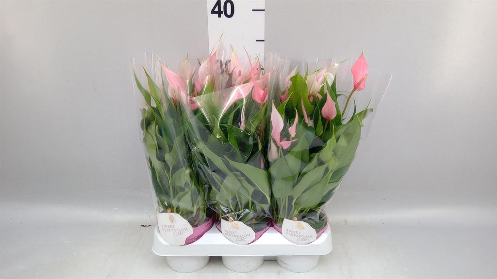 Горшечные цветы и растения оптом Anthurium Andr. lilli от 6шт (для телеги) из Голландии с доставкой по России