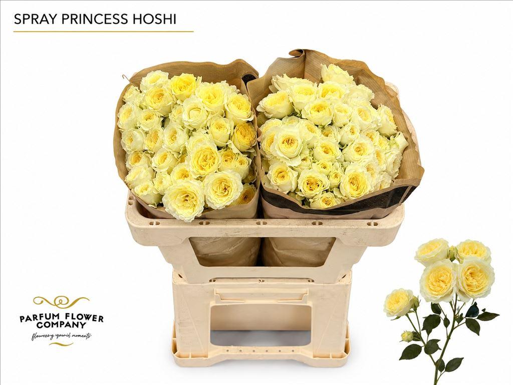 Срезанные цветы оптом Rosa spray princess hoshi от 24шт из Голландии с доставкой по России