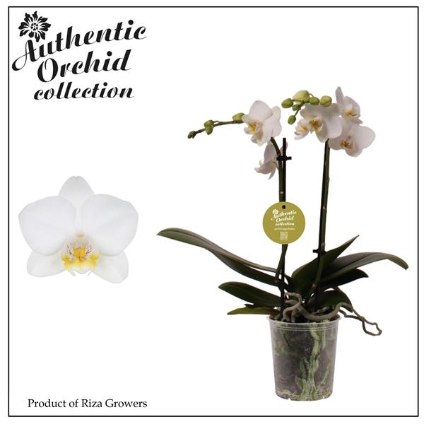 Горшечные цветы и растения оптом Phal 2st Multi White 12+ Authentic (orchid Growers от 12шт (для телеги) из Голландии с доставкой по России