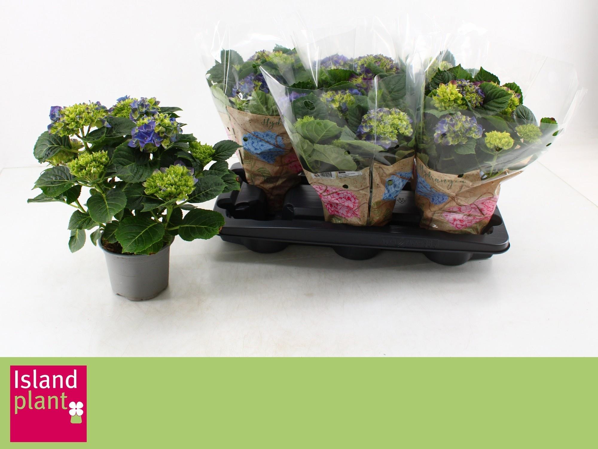 Горшечные цветы и растения оптом Hydr M Hi Canal от 6шт из Голландии с доставкой по России