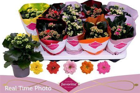 Горшечные цветы и растения оптом Kal Ge Perfecta Mix от 10шт из Голландии с доставкой по России