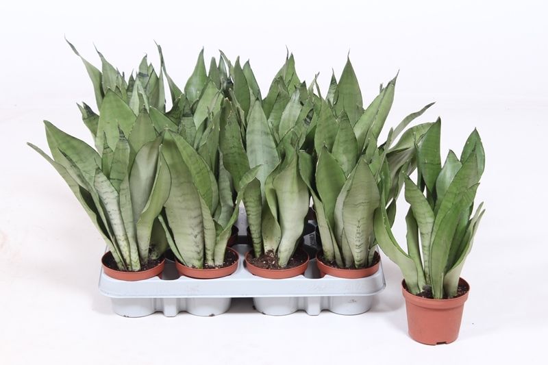 Горшечные цветы и растения оптом Sansevieria Moonshine от 12шт (для телеги) из Голландии с доставкой по России