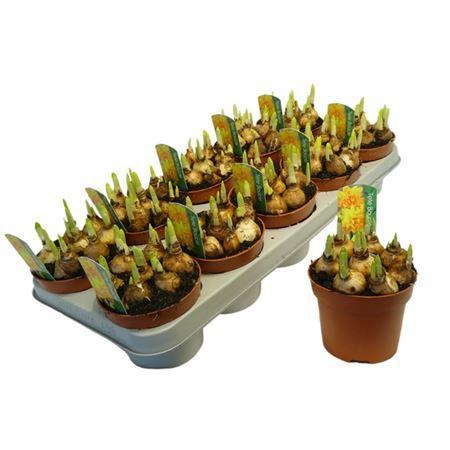 Горшечные цветы и растения оптом Narcis Tete A Tete Boucle Double от 10шт из Голландии с доставкой по России