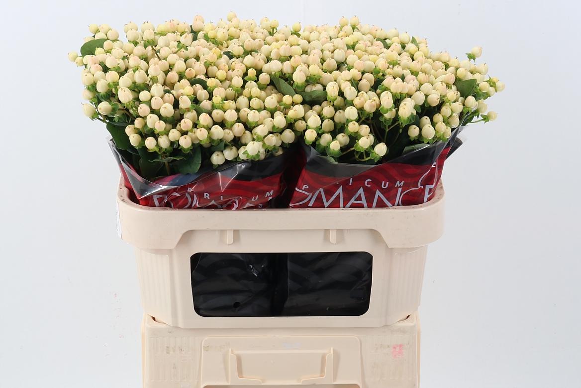 Срезанные цветы оптом Hypericum cool romance от 100шт из Голландии с доставкой по России