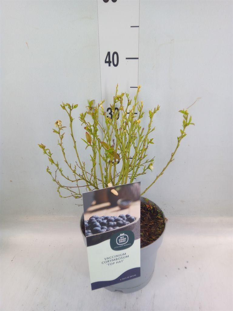 Горшечные цветы и растения оптом Vaccinium Corymbos. от 1шт из Голландии с доставкой по России