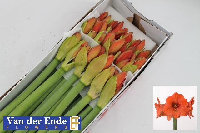 Срезанные цветы оптом Hippeastrum naranja от 18шт из Голландии с доставкой по России