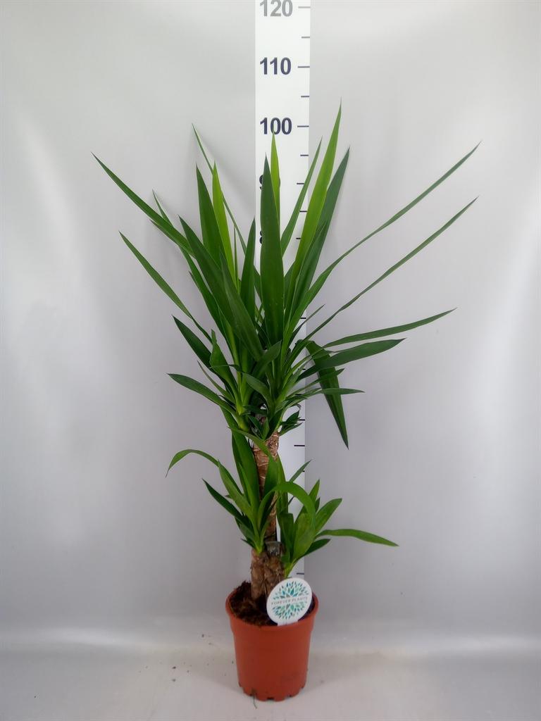 Горшечные цветы и растения оптом Yucca ... от 6шт из Голландии с доставкой по России
