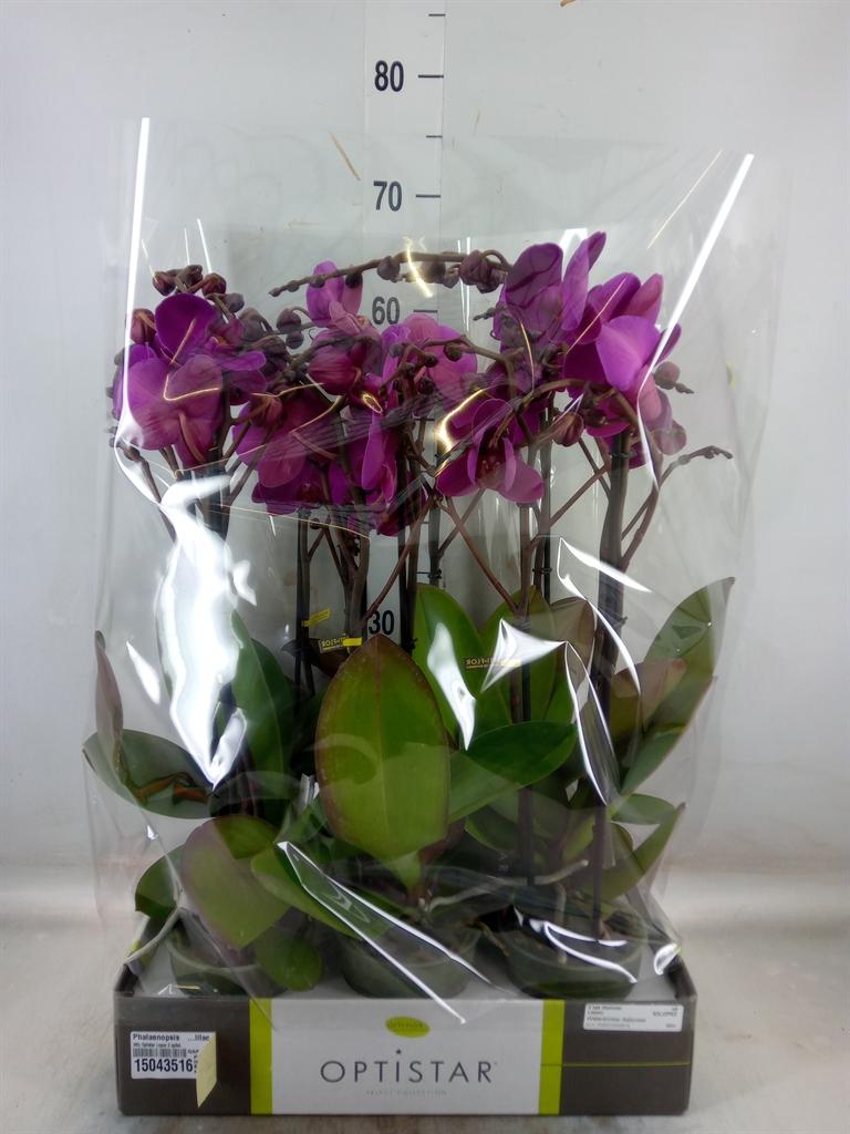 Горшечные цветы и растения оптом Phalaenopsis   ...lilac от 6шт из Голландии с доставкой по России