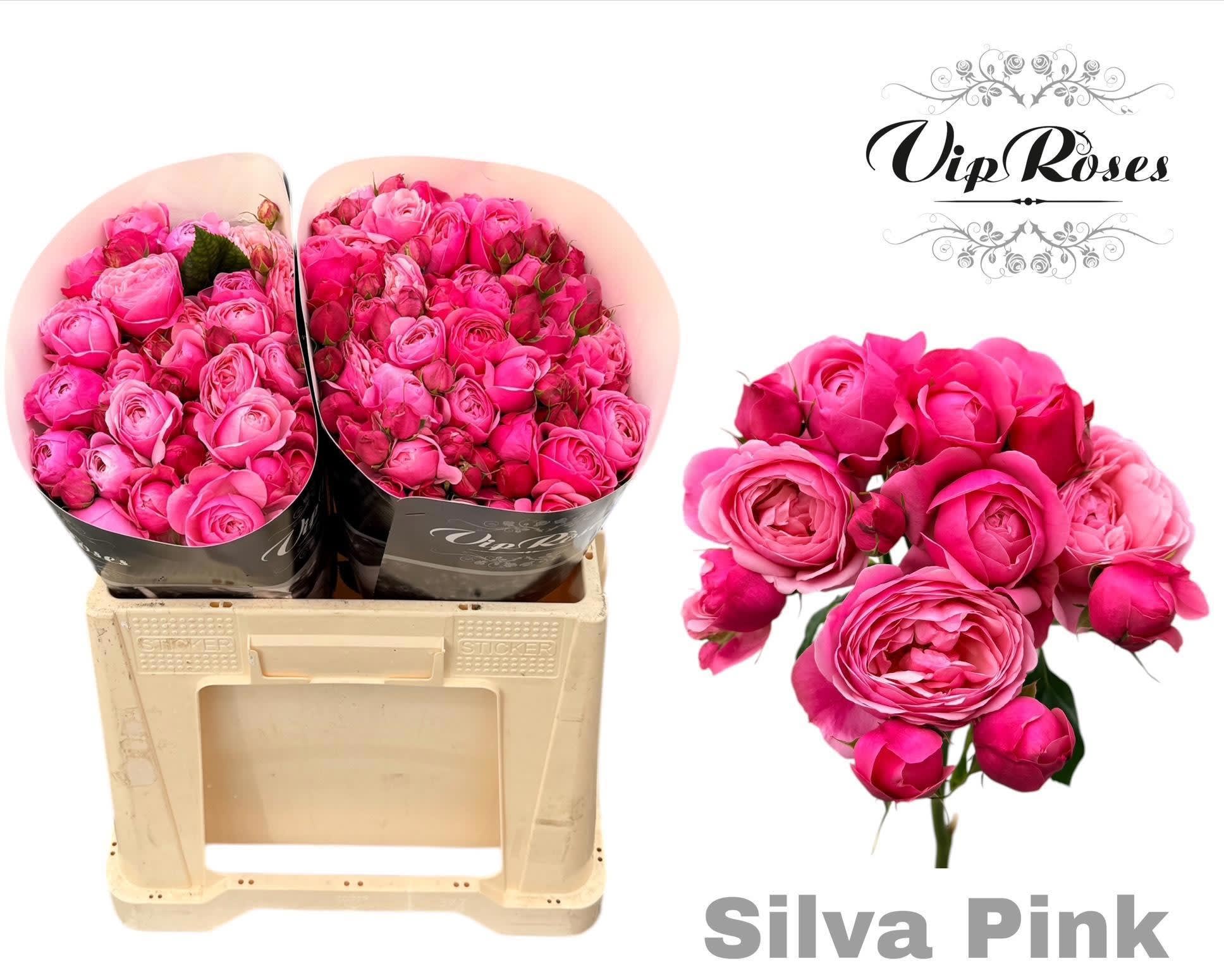 Срезанные цветы оптом Rosa spray silva pink+ от 20шт из Голландии с доставкой по России