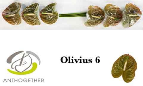 Срезанные цветы оптом Anthurium olivius от 6шт из Голландии с доставкой по России