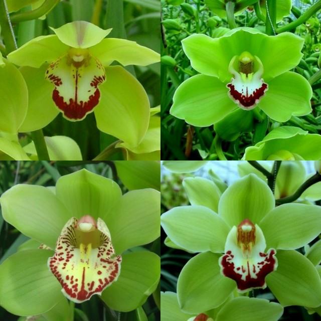 Срезанные цветы оптом Cymbidium green от 6шт из Голландии с доставкой по России