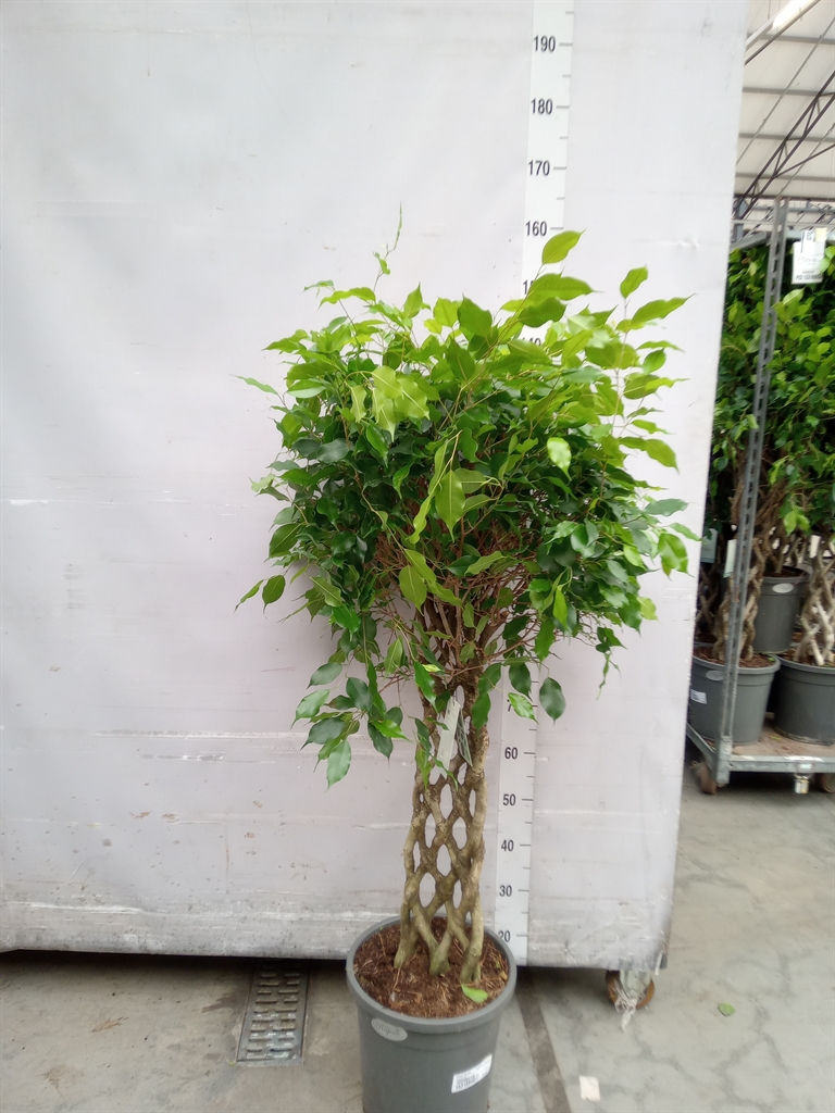 Горшечные цветы и растения оптом Ficus Benja.   ...special Shapes от 1шт из Голландии с доставкой по России