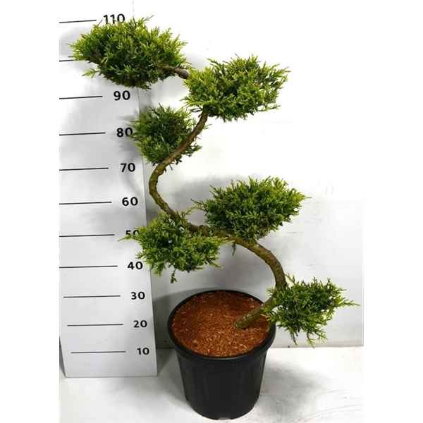 Горшечные цветы и растения оптом Juniperus Med Pfitzeriana от 1шт из Голландии с доставкой по России