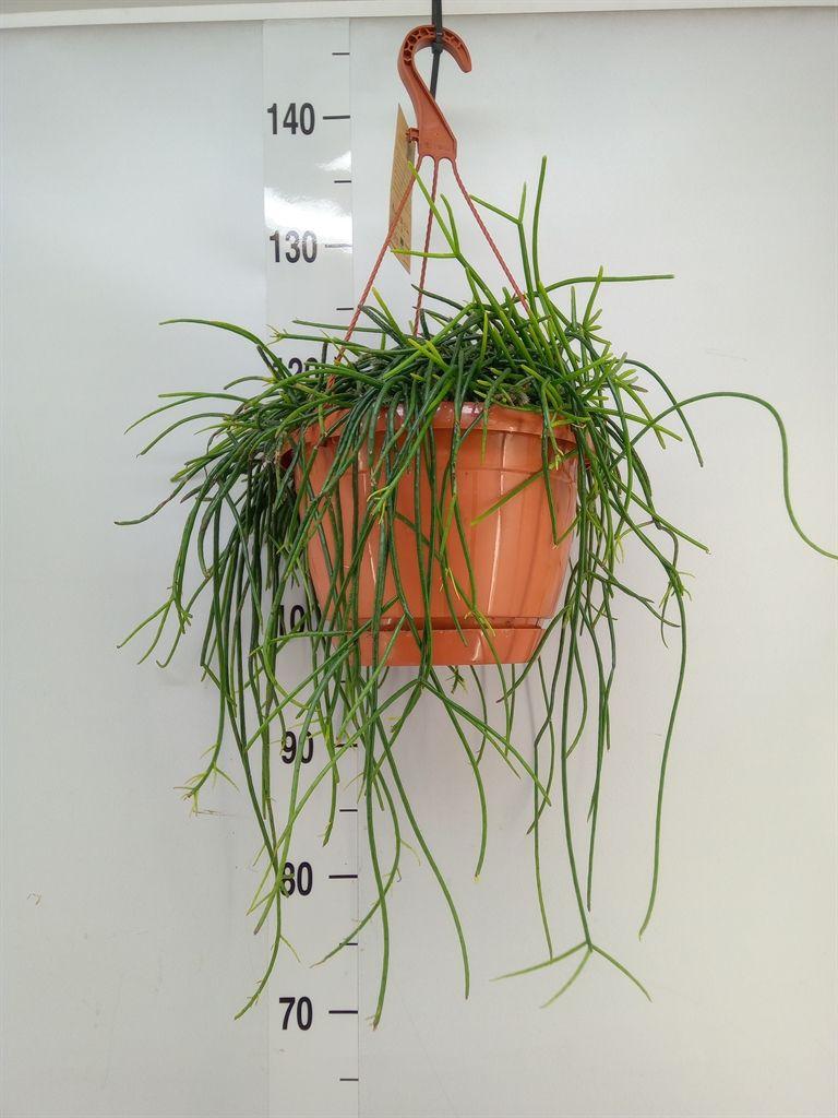 Горшечные цветы и растения оптом Rhipsalis Floccosa от 1шт из Голландии с доставкой по России