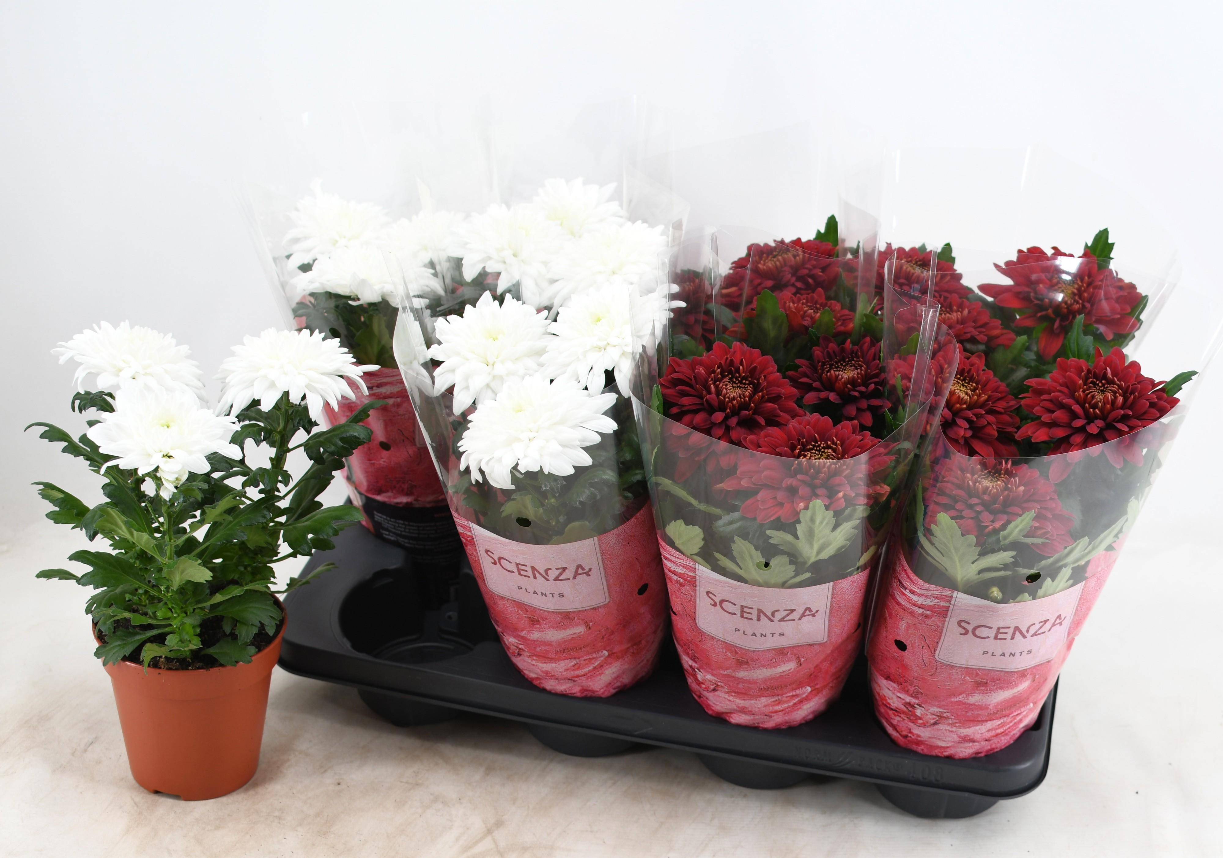 Горшечные цветы и растения оптом Chrys Supnova Gem от 8шт из Голландии с доставкой по России