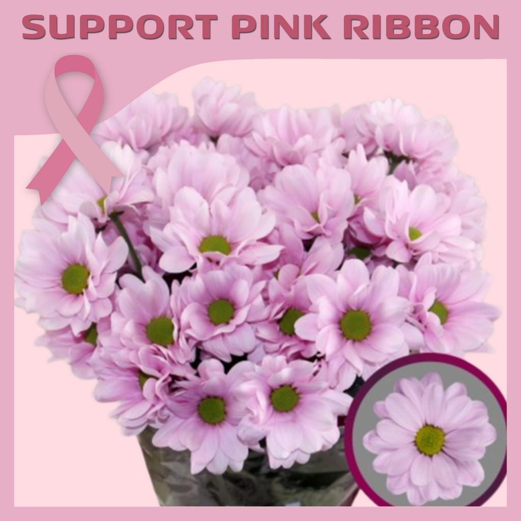 Срезанные цветы оптом Chrys sp precious от 80шт из Голландии с доставкой по России