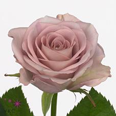 Срезанные цветы оптом Rosa large memory lane от 60шт из Голландии с доставкой по России Срезанные цветы оптом Rosa large memory lane от 60шт из Голландии с доставкой по России