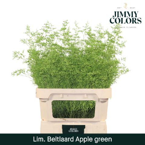 Срезанные цветы оптом Limonium beltlaard paint appel green от 25шт из Голландии с доставкой по России