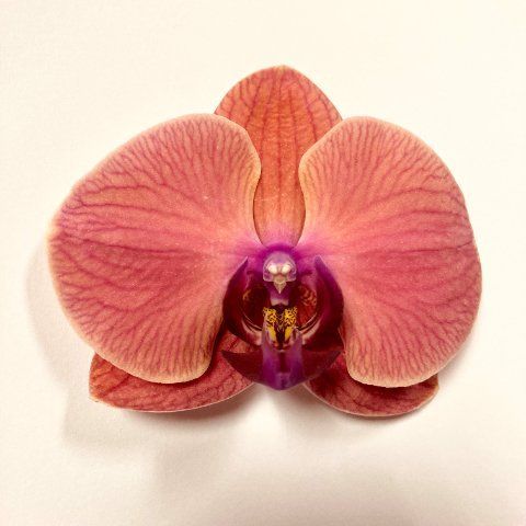 Срезанные цветы оптом Phalaenopsis asian coral (per flower) от 25шт из Голландии с доставкой по России