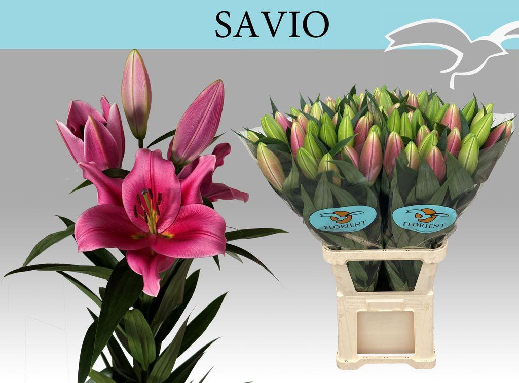 Срезанные цветы оптом Lilium or savio от 30шт из Голландии с доставкой по России