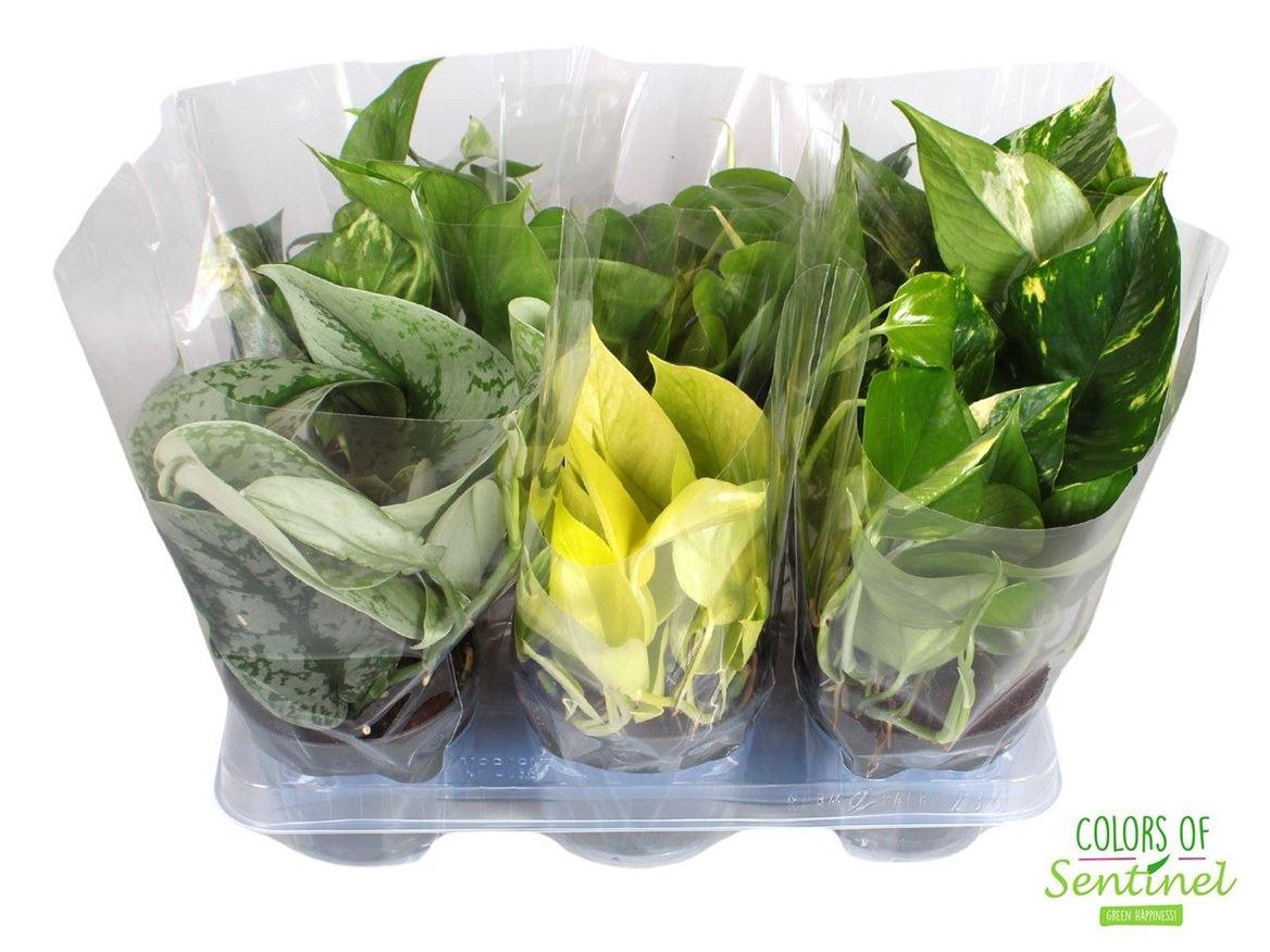 Горшечные цветы и растения оптом Epipremnum Pinnatum Mix от 10шт из Голландии с доставкой по России