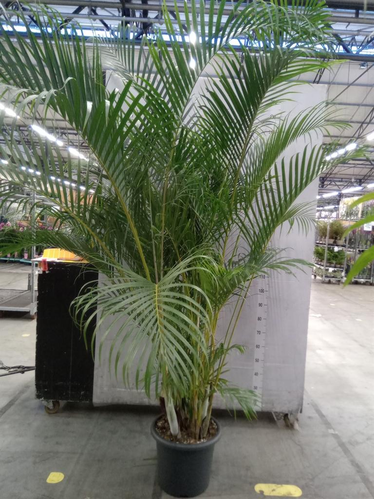 Горшечные цветы и растения оптом Dypsis Lutescens   ...chrysalidoca от 1шт из Голландии с доставкой по России
