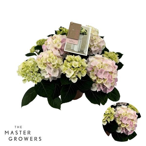 Горшечные цветы и растения оптом Hydrangea Ma Hi Diamond Pink 7+ от 6шт из Голландии с доставкой по России