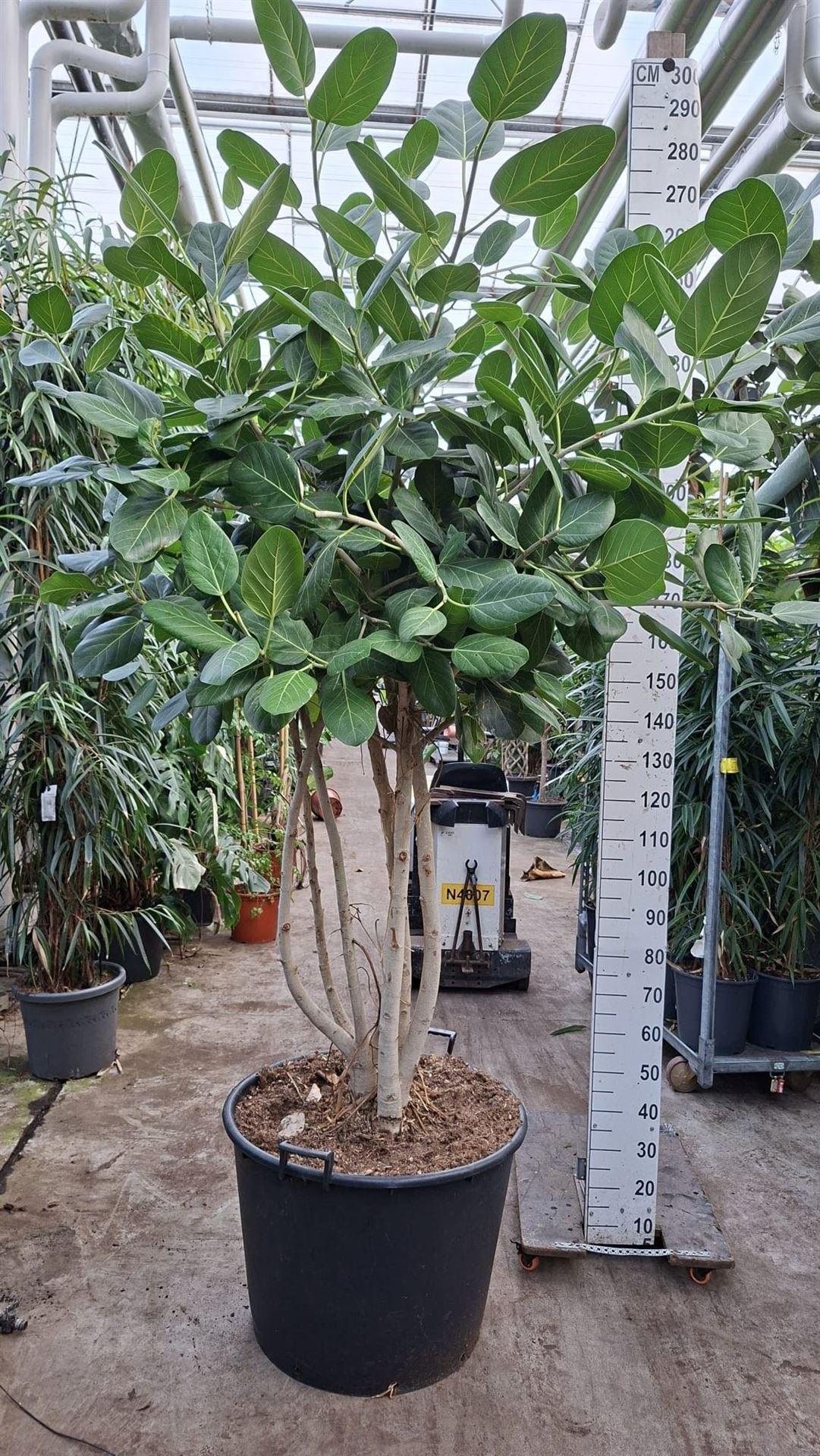 Горшечные цветы и растения оптом Ficus Benghalensis audrey от 1шт из Голландии с доставкой по России