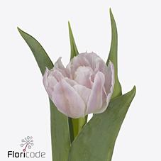 Срезанные цветы оптом Tulipa do soft price от 50шт из Голландии с доставкой по России