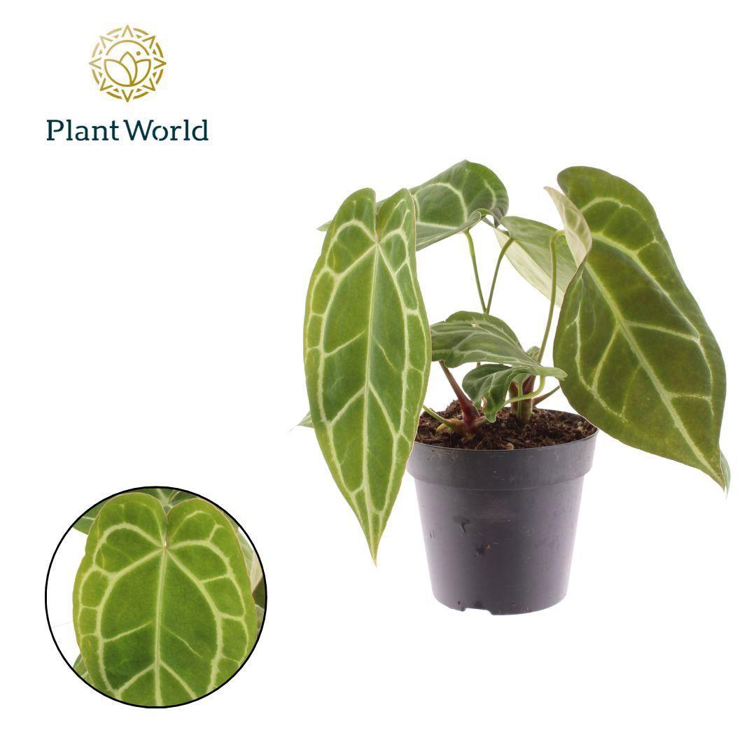 Горшечные цветы и растения оптом Anthurium Chrystalinnum от 10шт из Голландии с доставкой по России