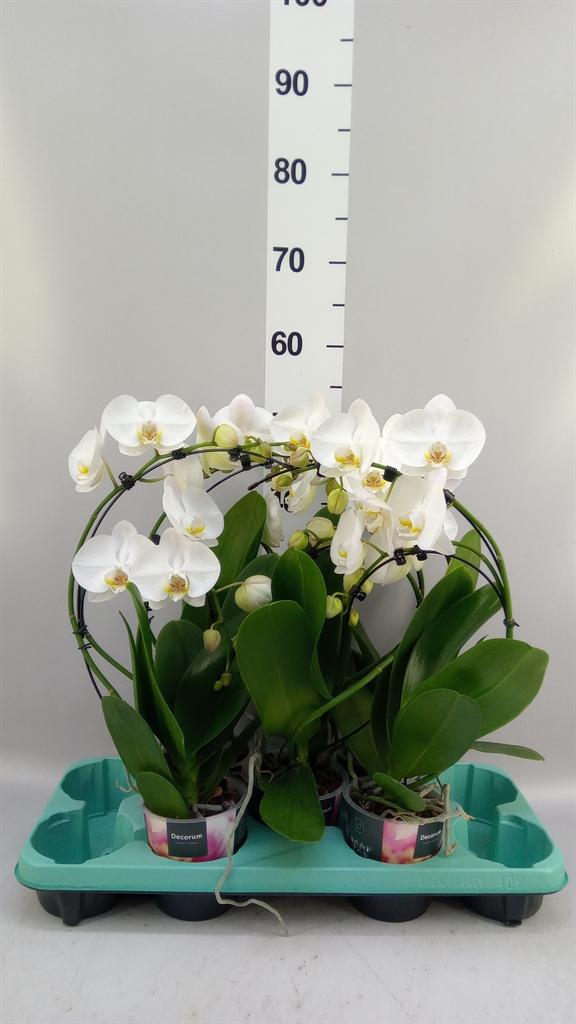 Горшечные цветы и растения оптом Phal 1st Alton Wind 9+ ( Bernhard ) от 5шт из Голландии с доставкой по России