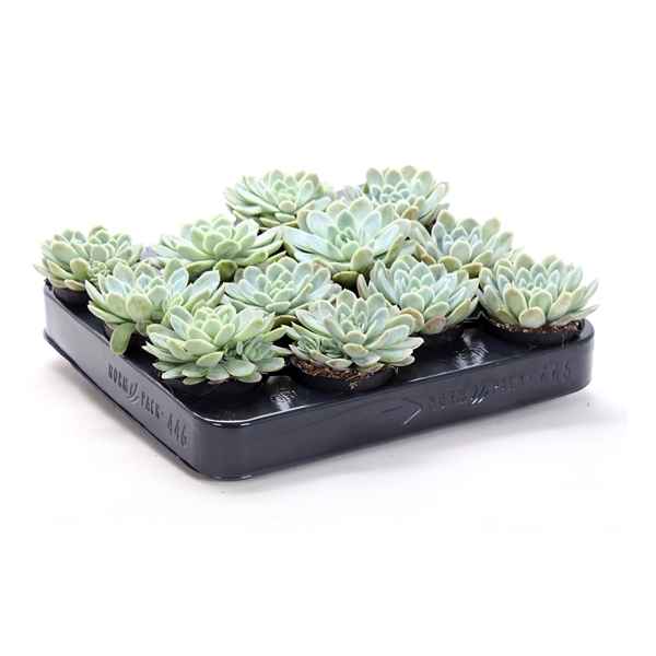 Горшечные цветы и растения оптом Echeveria Elegans от 54шт из Голландии с доставкой по России