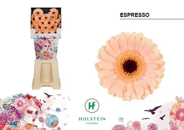 Срезанные цветы оптом Germini diamond espresso от 80шт. из Голландии с доставкой по России